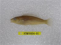 藏品(斷紋紫胸魚)的圖片